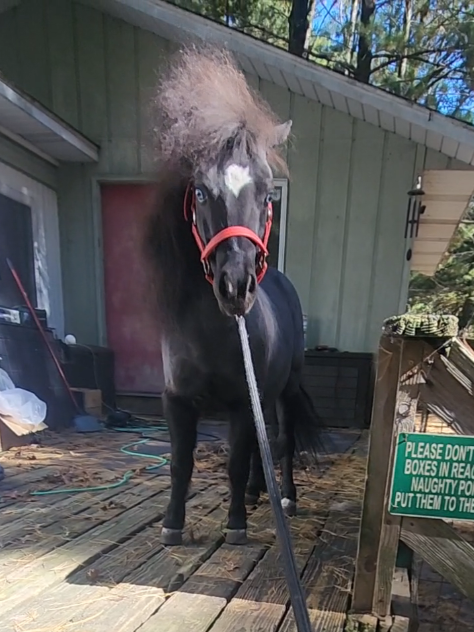 @minihorsemomandtrainer🐴🐴🐴🐴