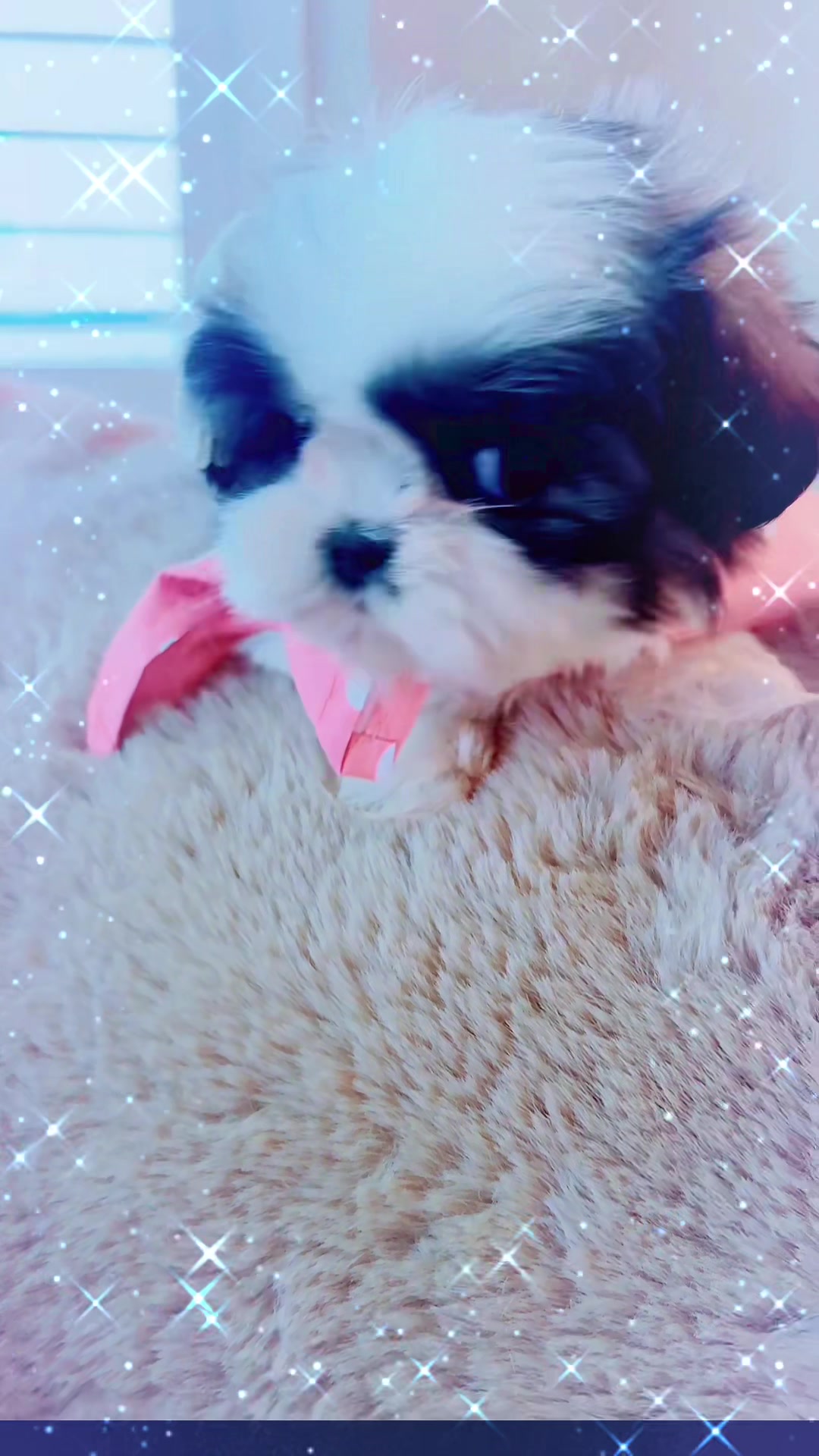 @shihtzulions