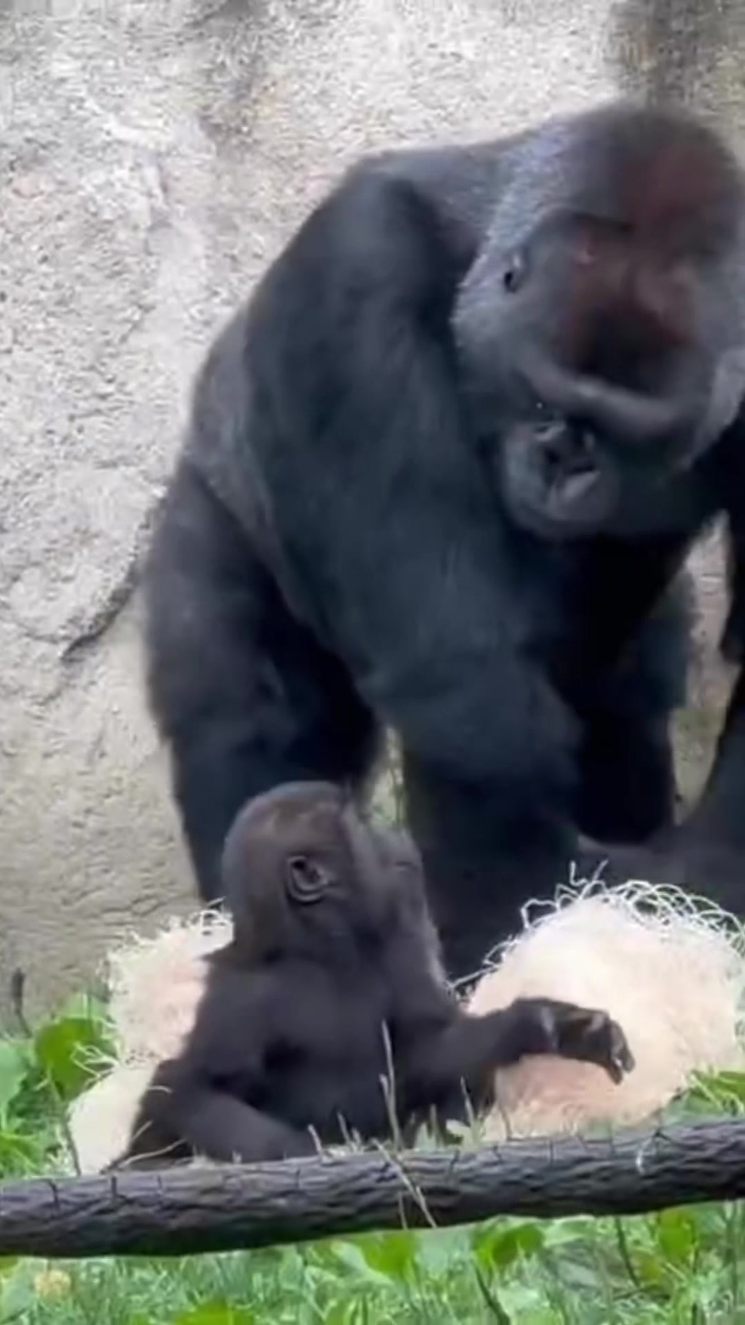 @Cincinnati Zoo