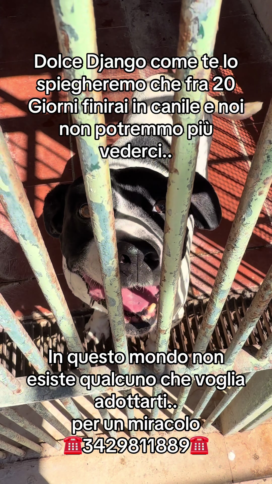 @ZampAmici💚