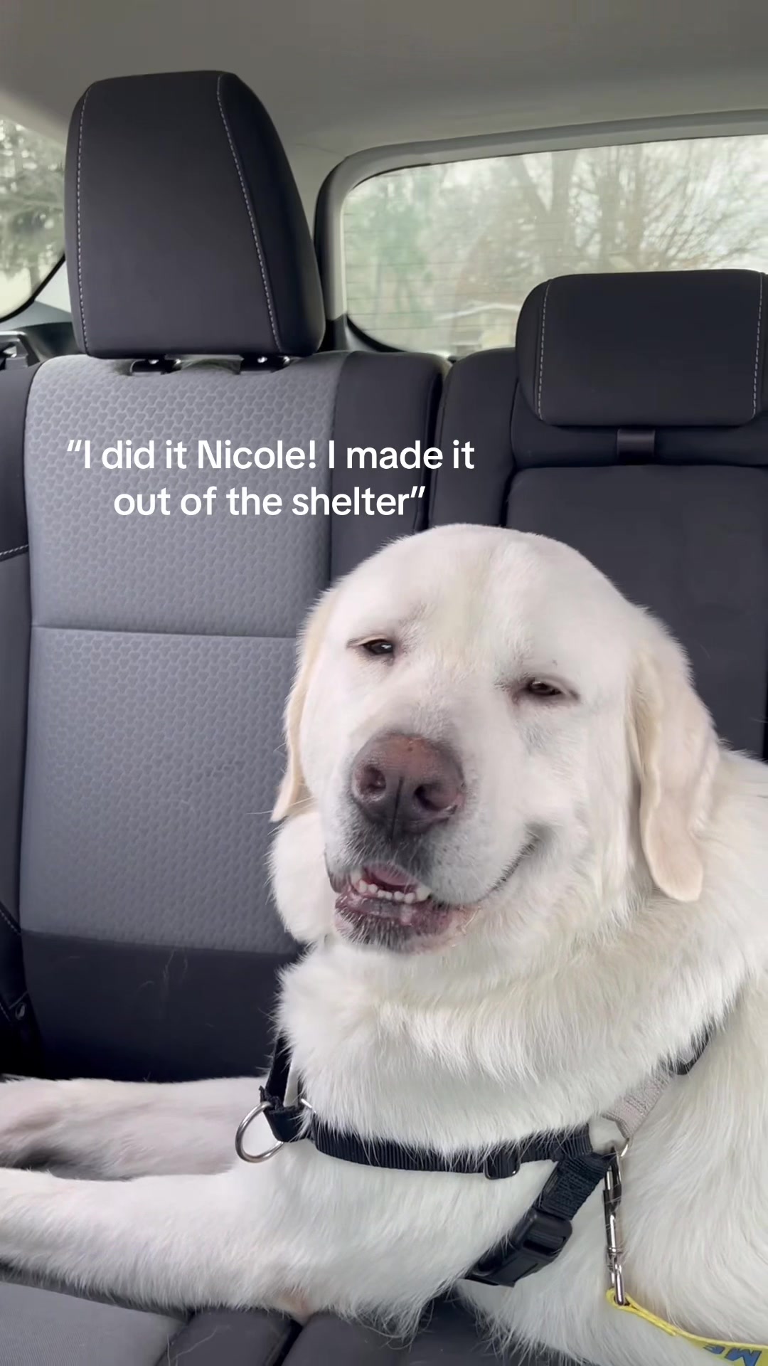 @Nicolesuffredini
