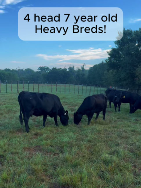 @Rutherford Land and Cattle