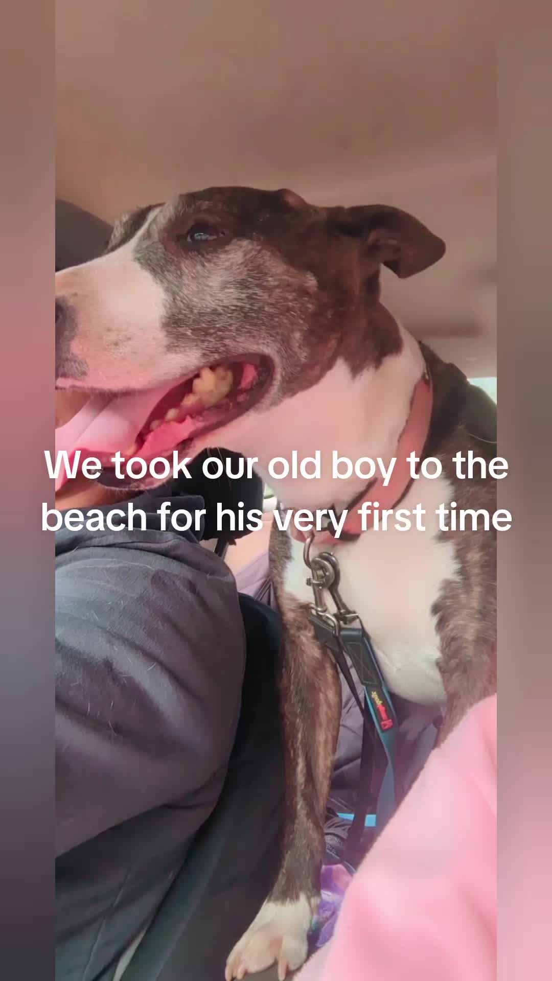 @jessibarbiesbullterrier