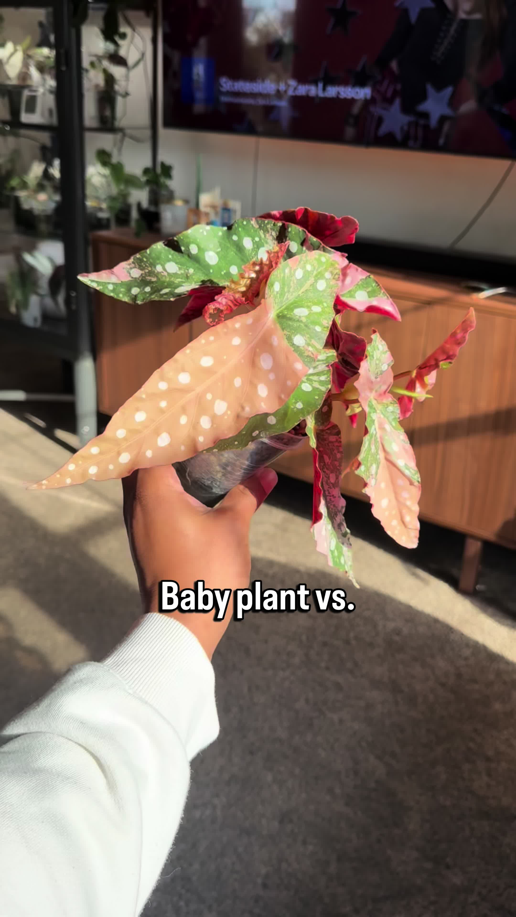 @RarePlantNinja
