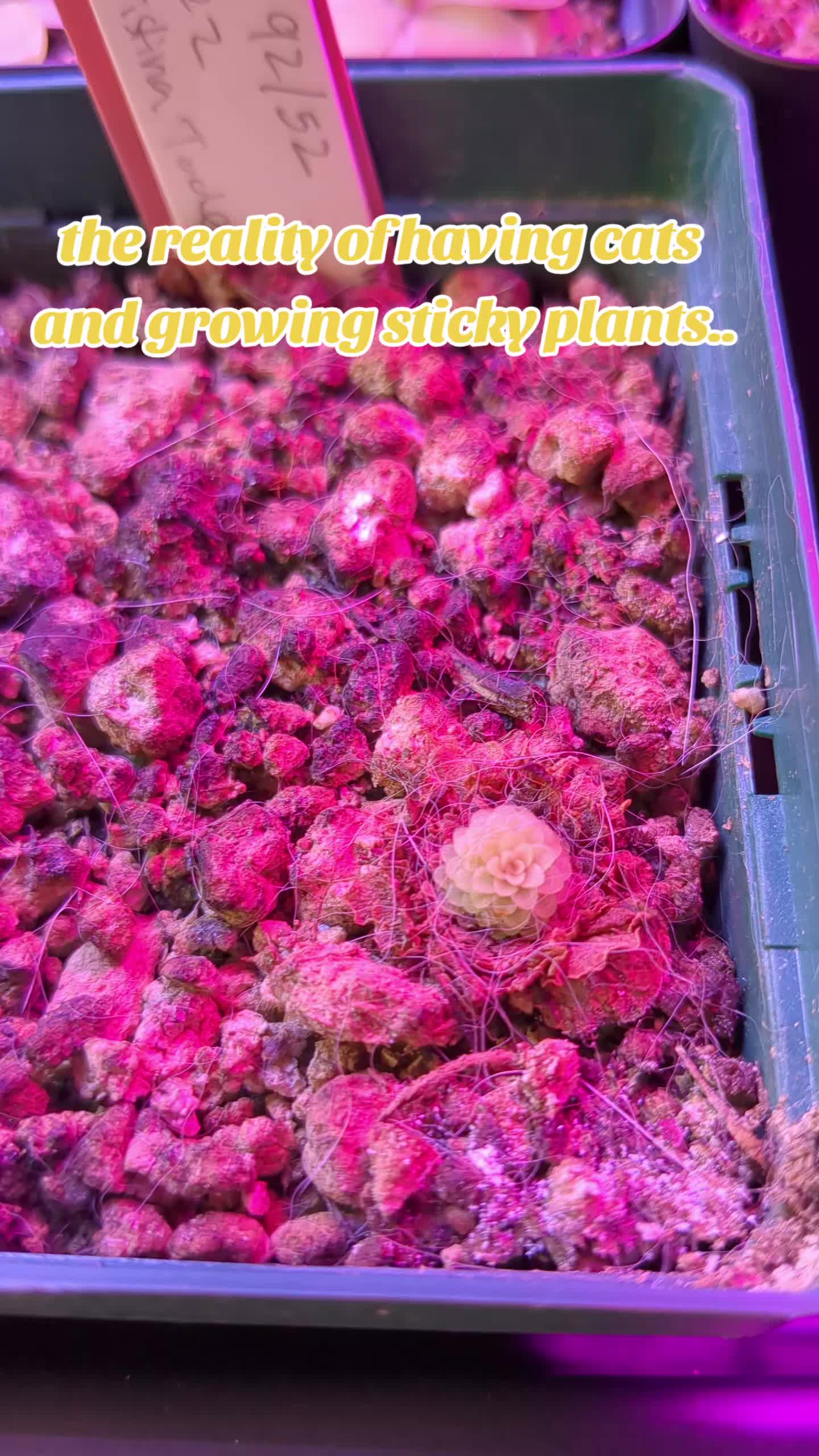 @bramblesbotanicals