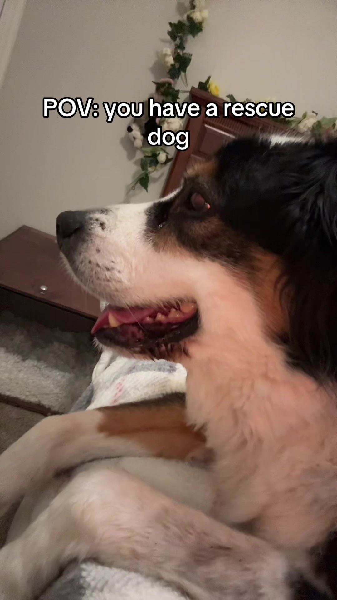 @thatweirdanimalgirl
