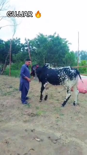 @⚡GUJJAR ⚡