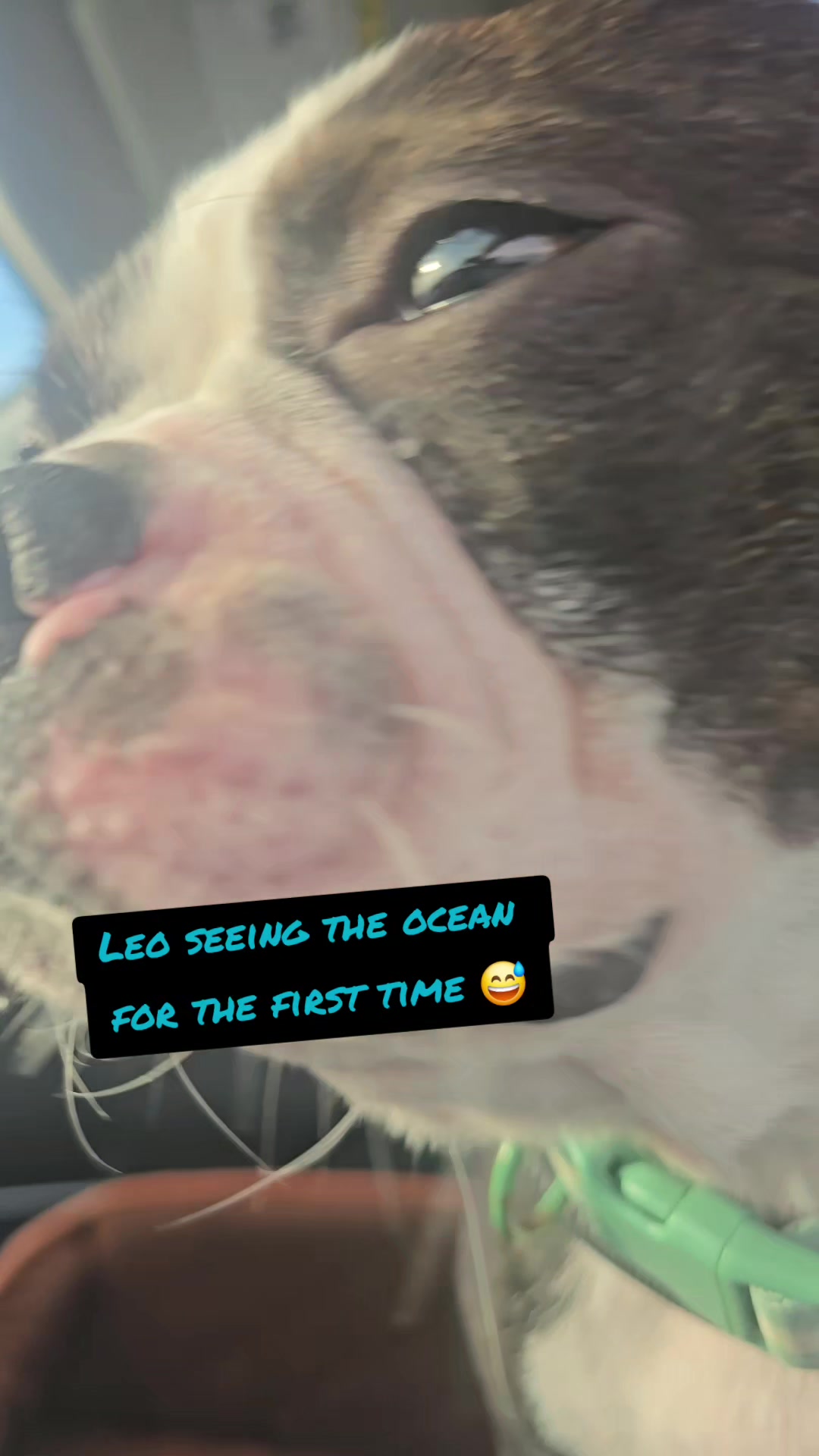 @Sir Leo the Terrier