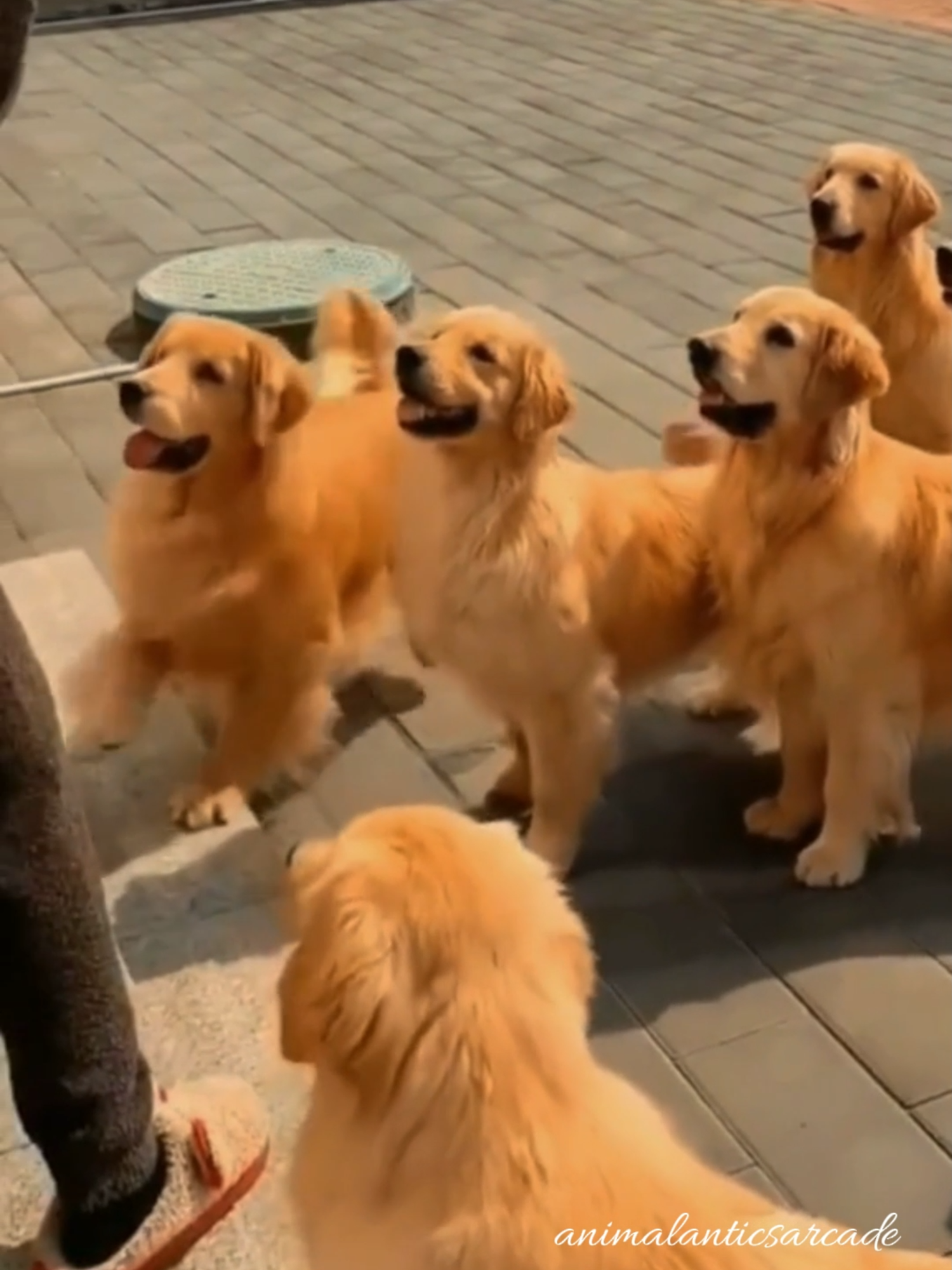@AnimalAnticsArcade