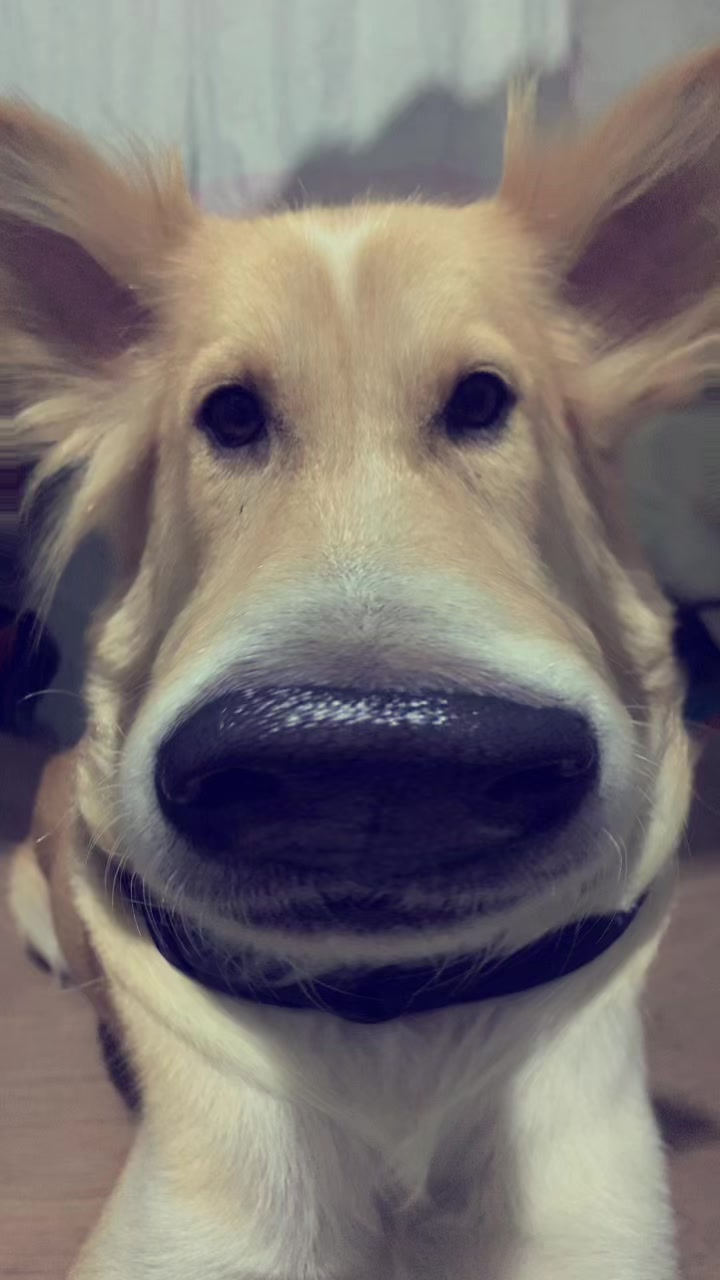 @𝐉𝐚𝐱🦕