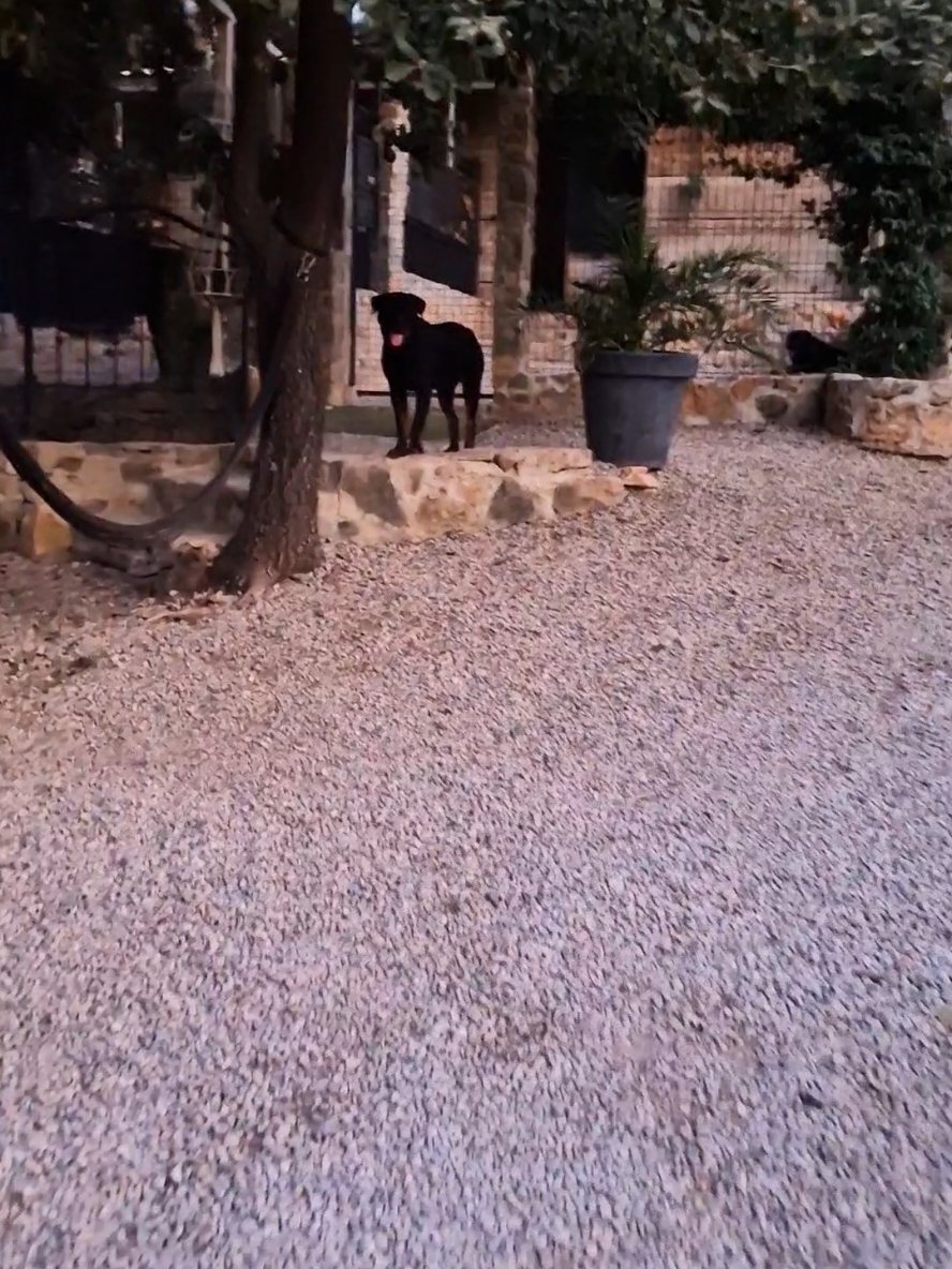 @Laetitia FACHETTi Rottweiler