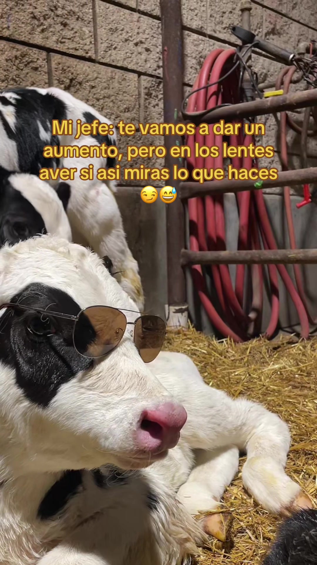 @El chespi🐄