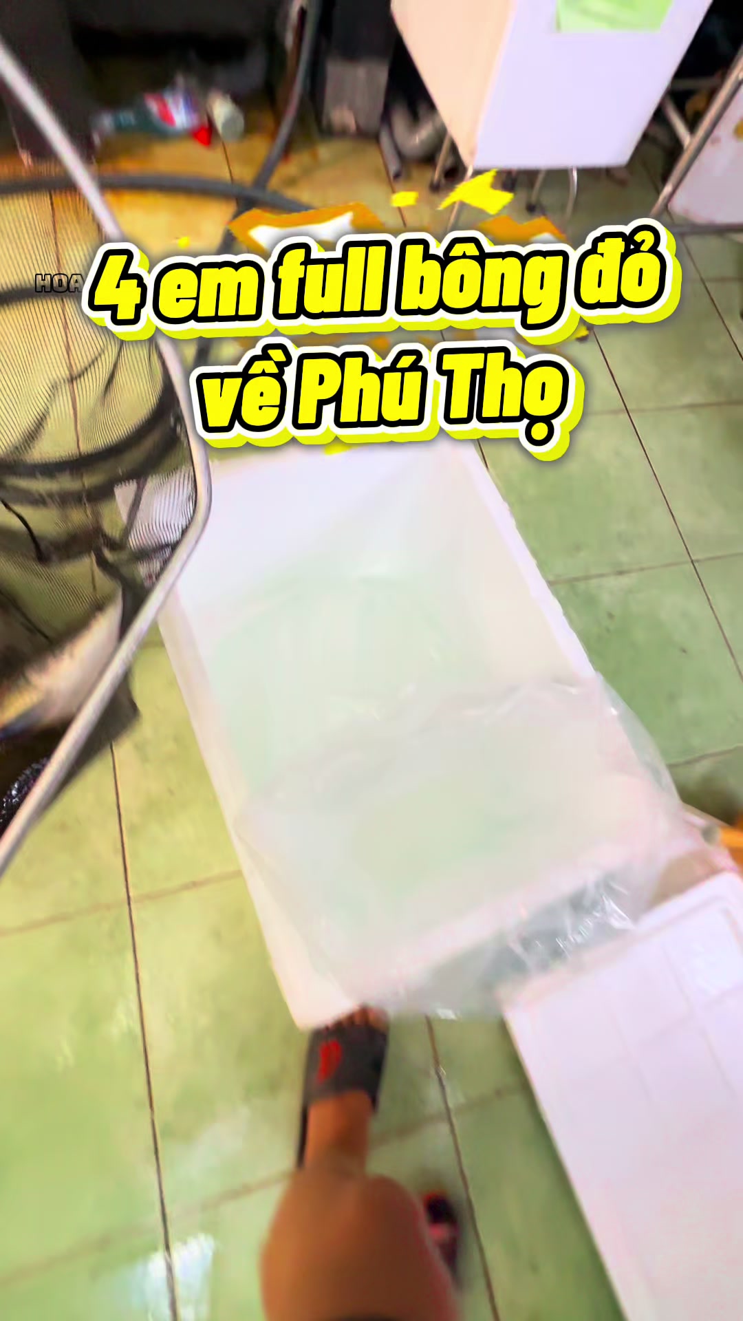 @Hoa Biển - Hải Tượng Long