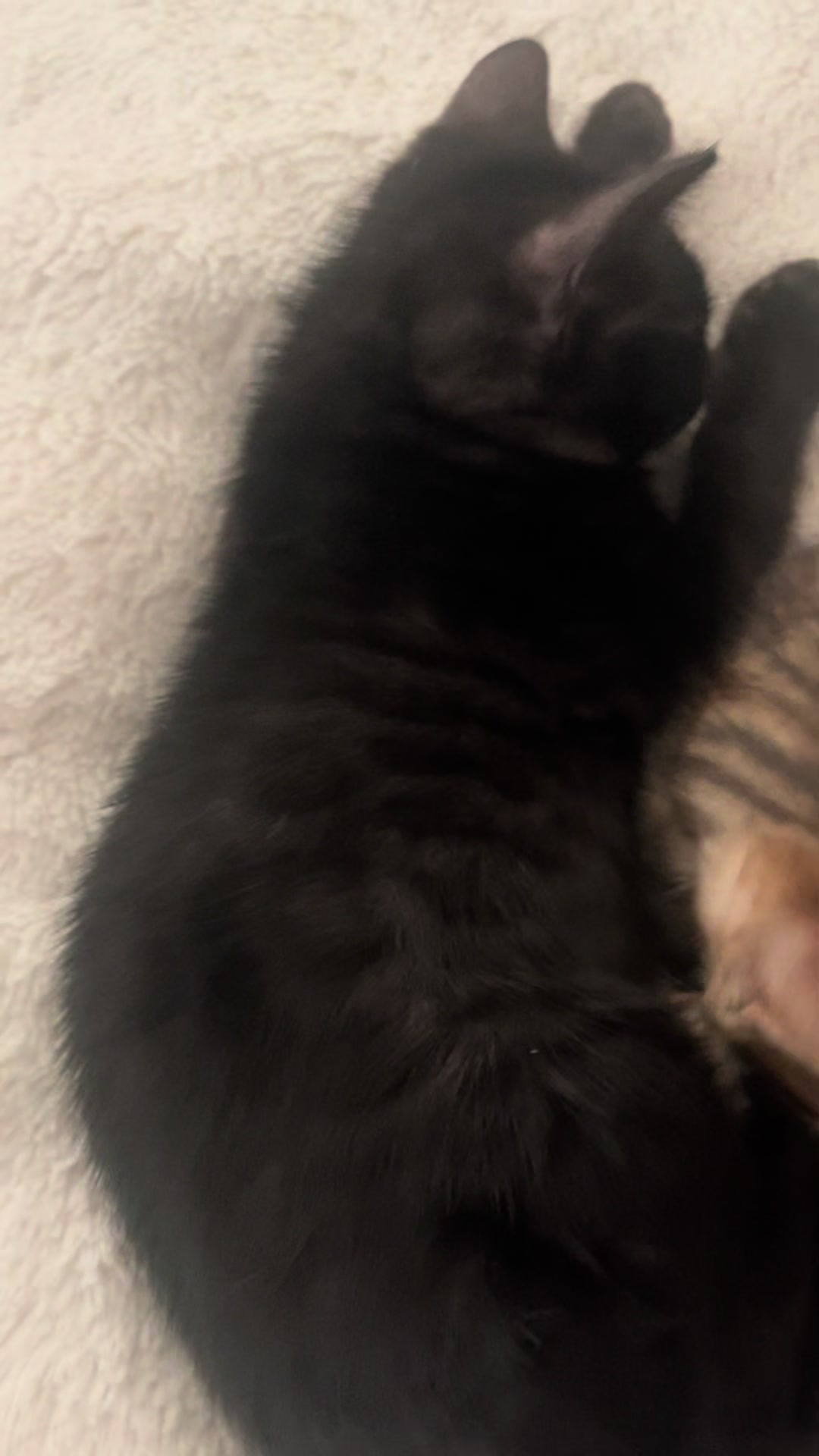 @sweet4bambi♥️Bengalkitten