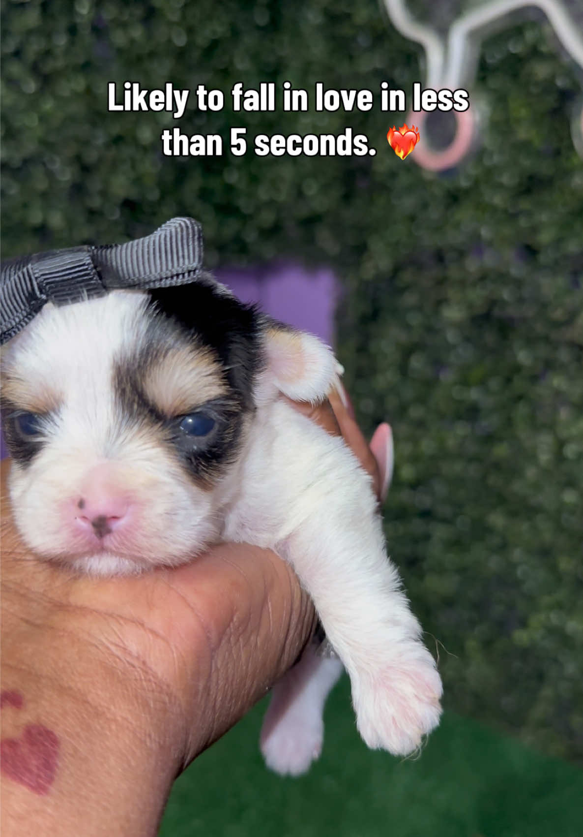 @Dog Lady