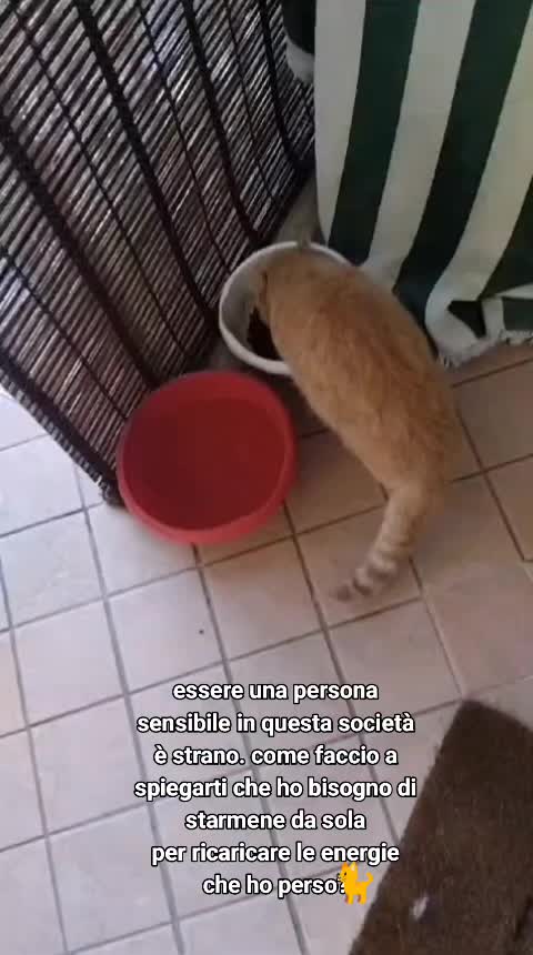 @ELETTRA L'ANIMALISTA