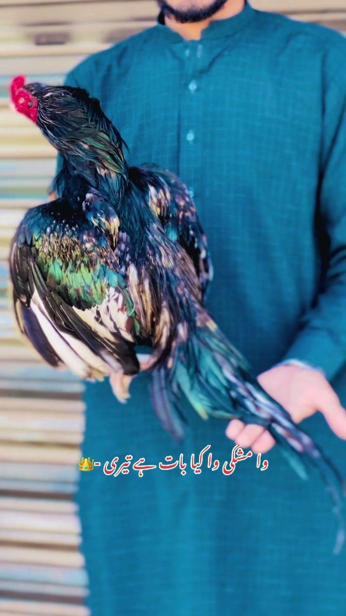 @👑عثمان اصیل 👑