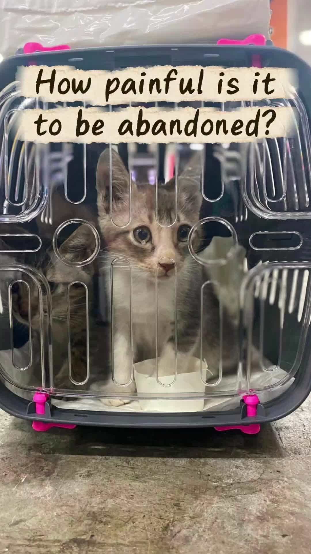 @AnimalKingdomFoundation