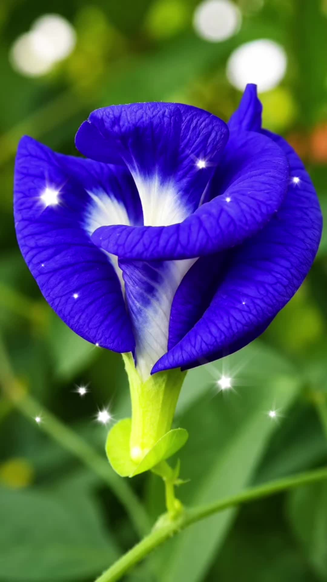 @Nazia Bhati🌷
