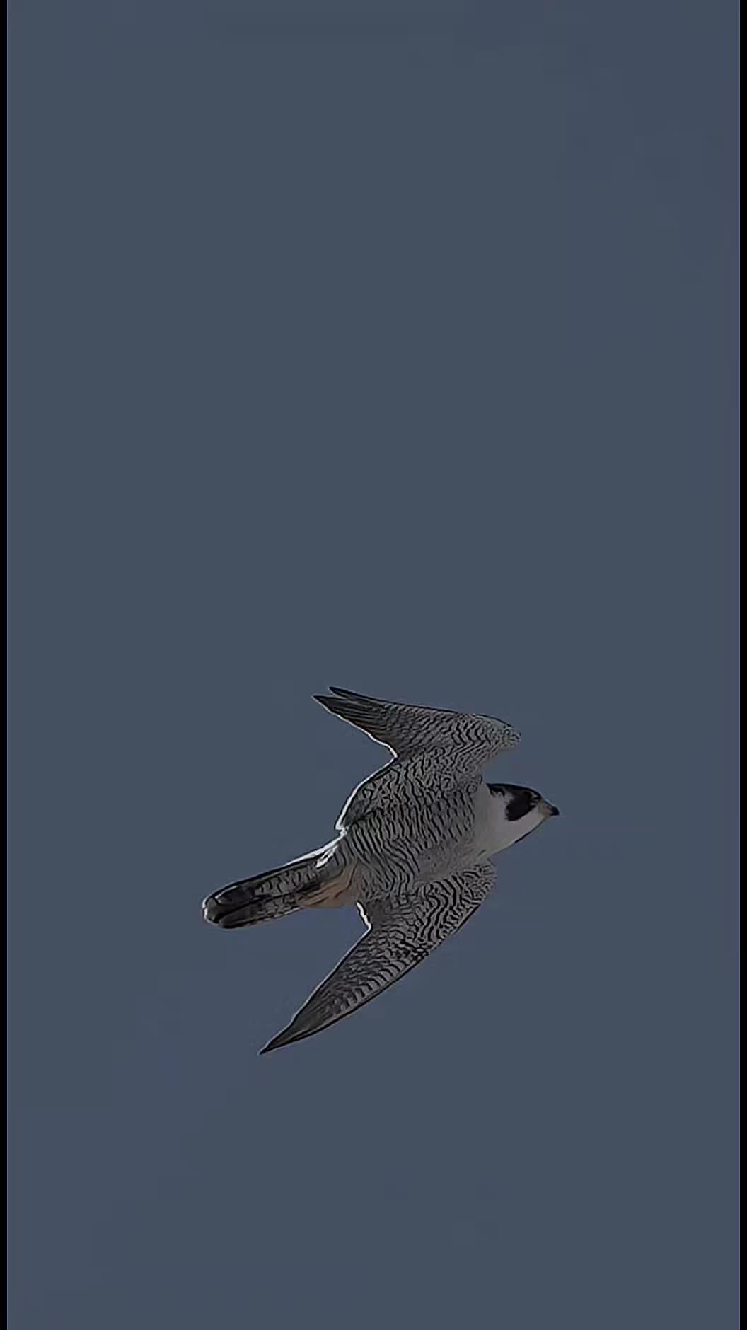 @෴෴╰‿╯෴෴ 𝐊𝐢𝐧𝐠