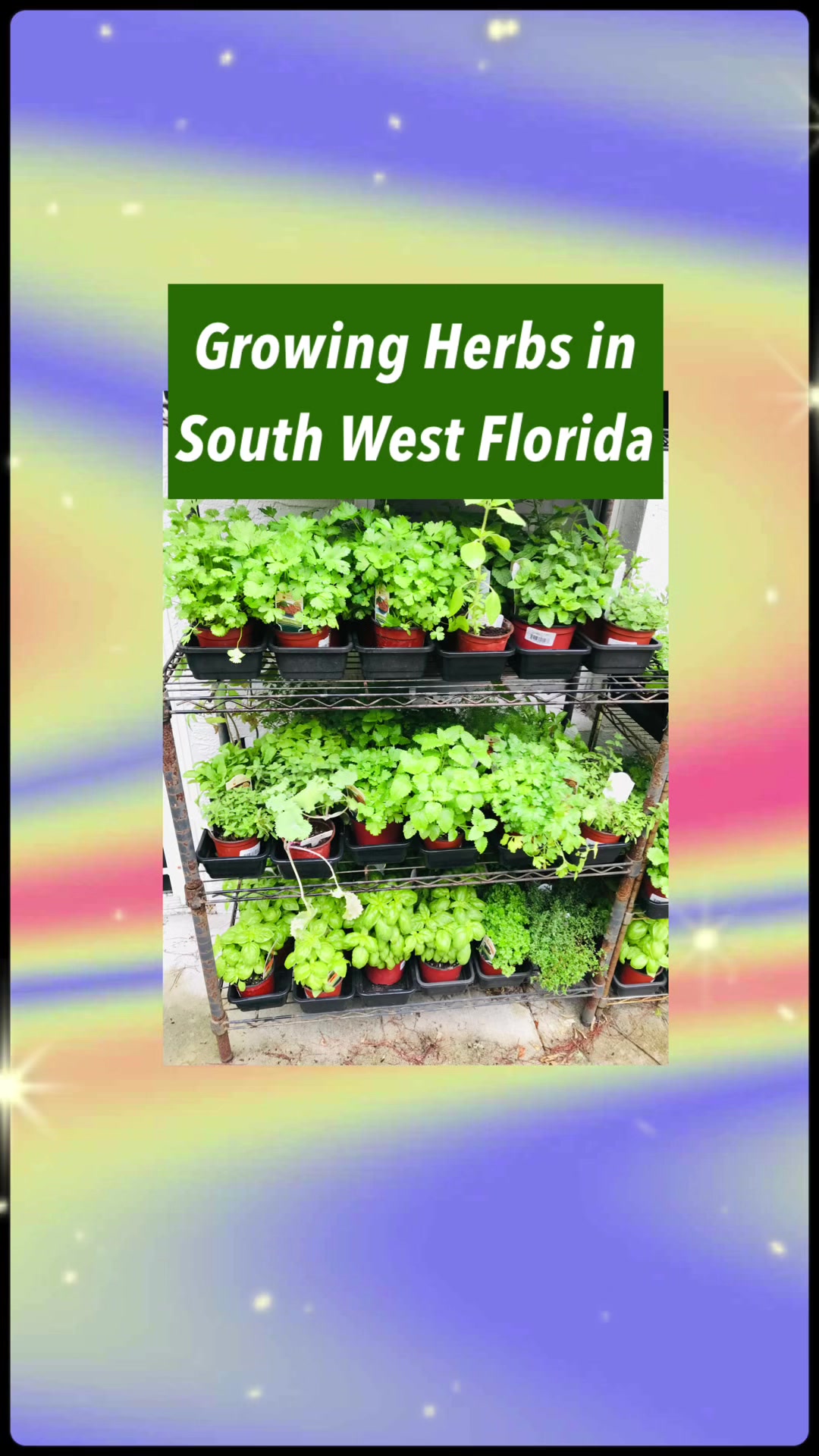 @cathy the herb girl