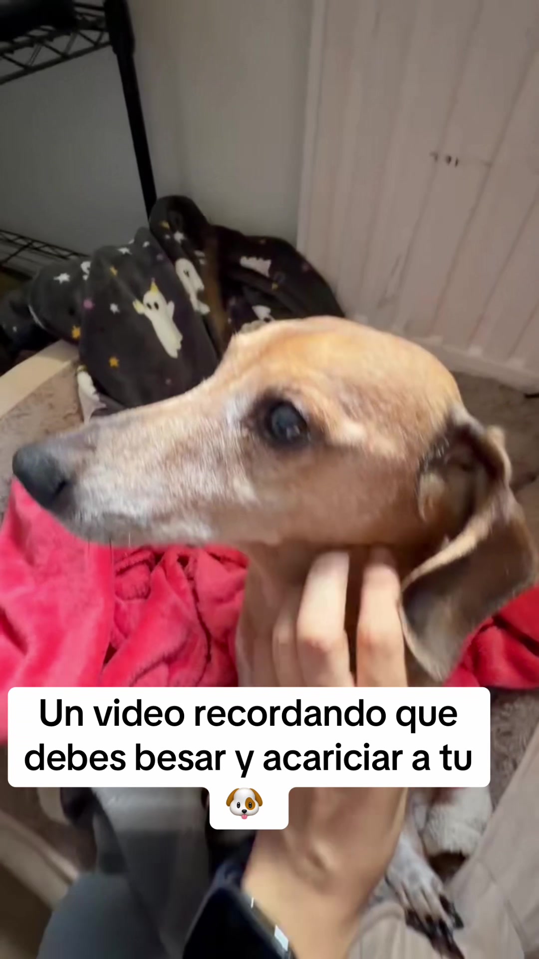 @Chilena Petite