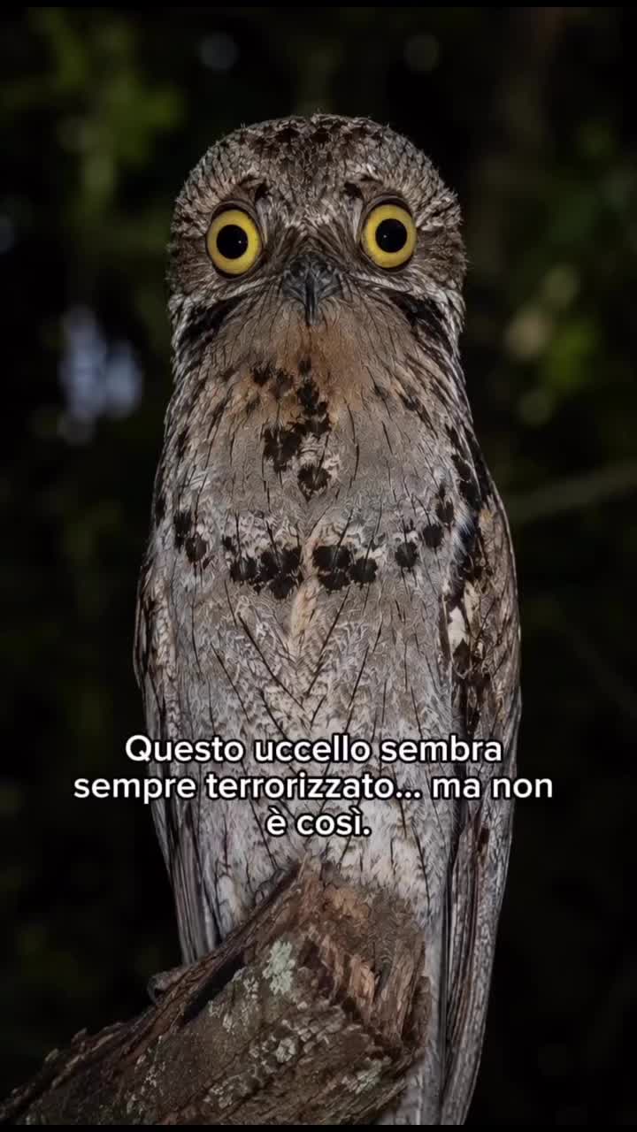 @Giuseppa Saluci
