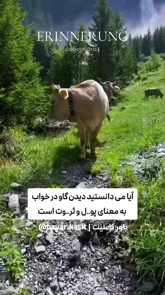 @bavar__kasit__1
