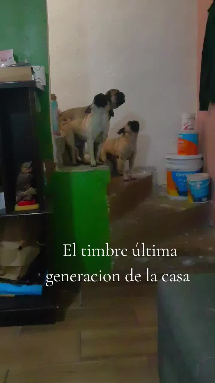 @pug.lovers53