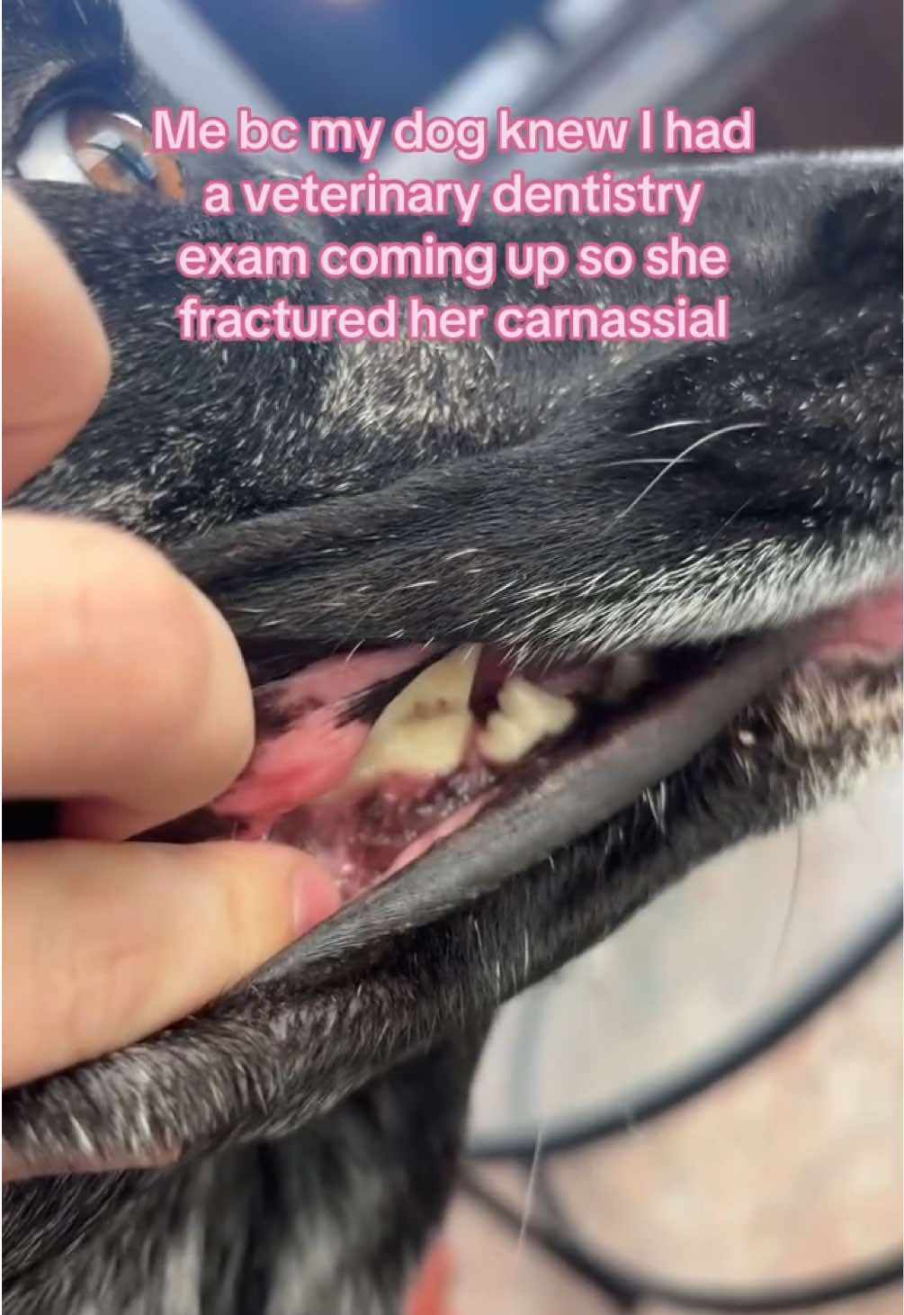 @futuredoctormegdvm