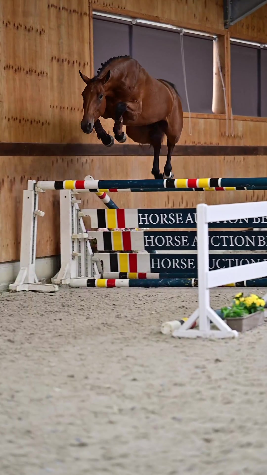 @HorseQuest - Horses for Sale