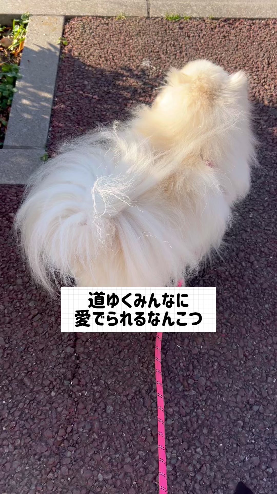 @なんこつ