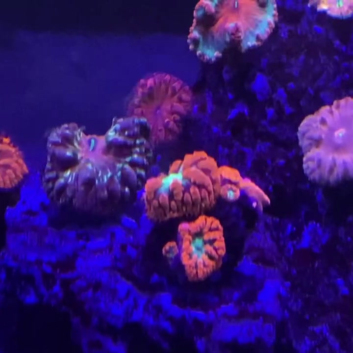 @Ts_reefs