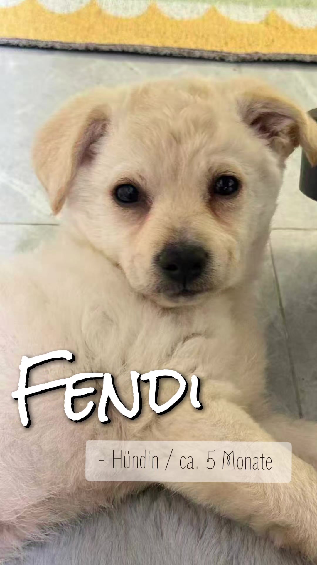 @Bao_En_Temple_animalrescue