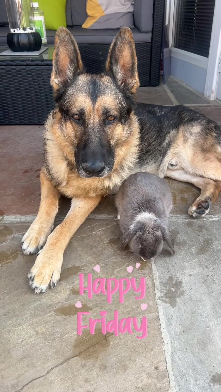 @Sash🐾💙and Mel