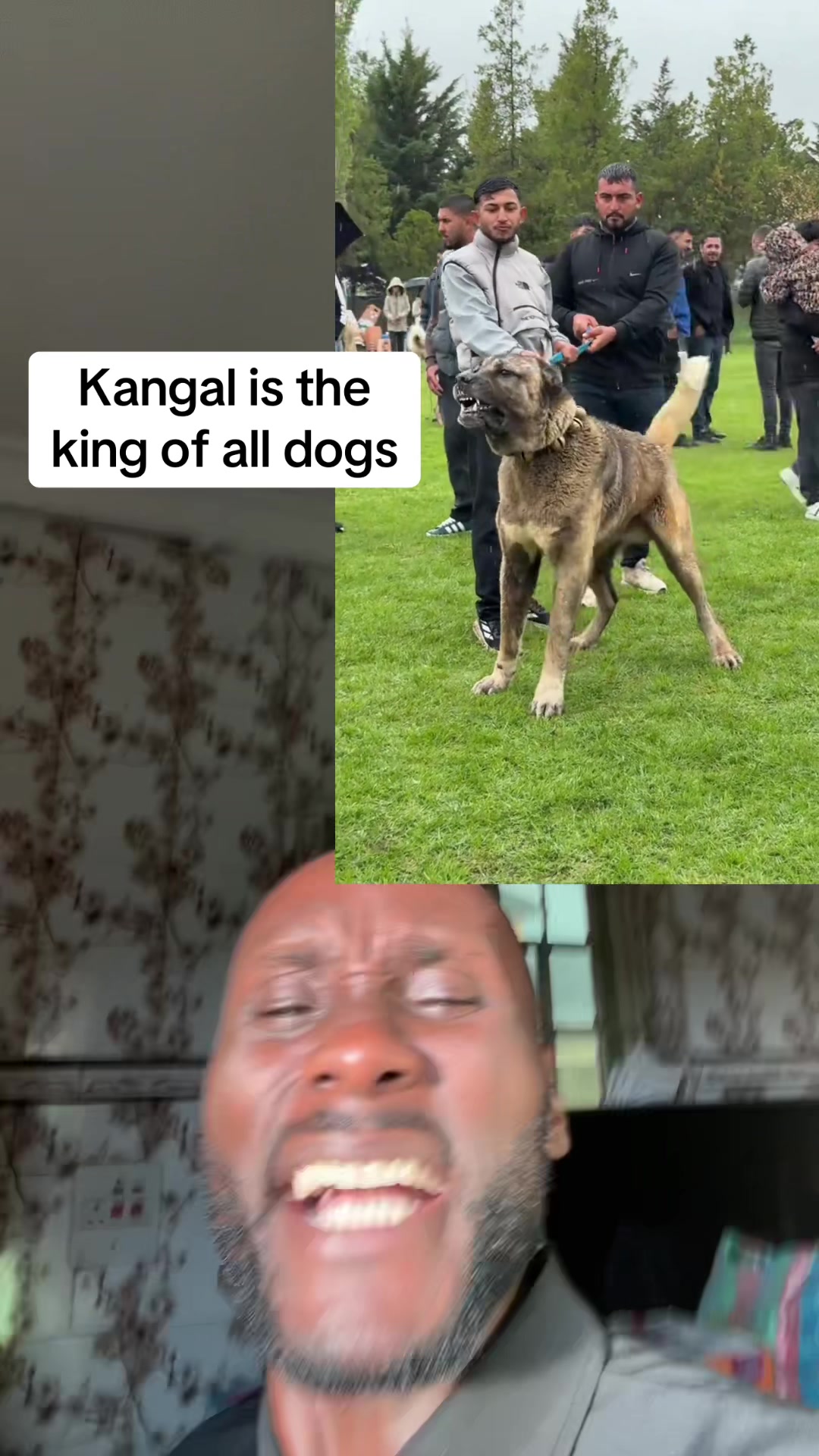 @Mothersheila_DogTv