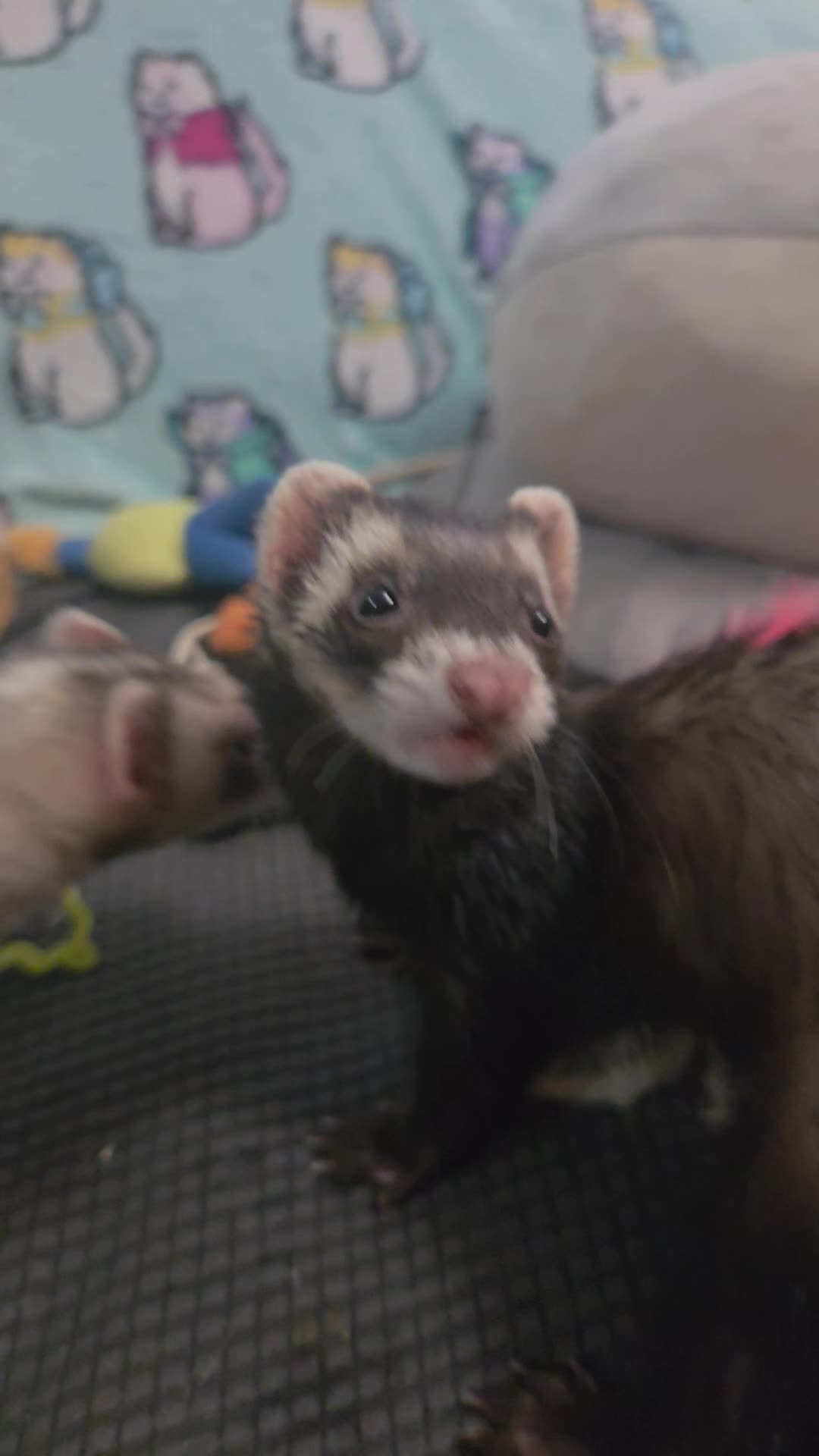 @FuffyFerrets