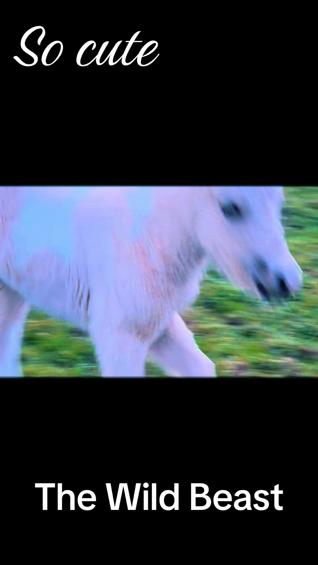 @SummerMoor Miniature horses