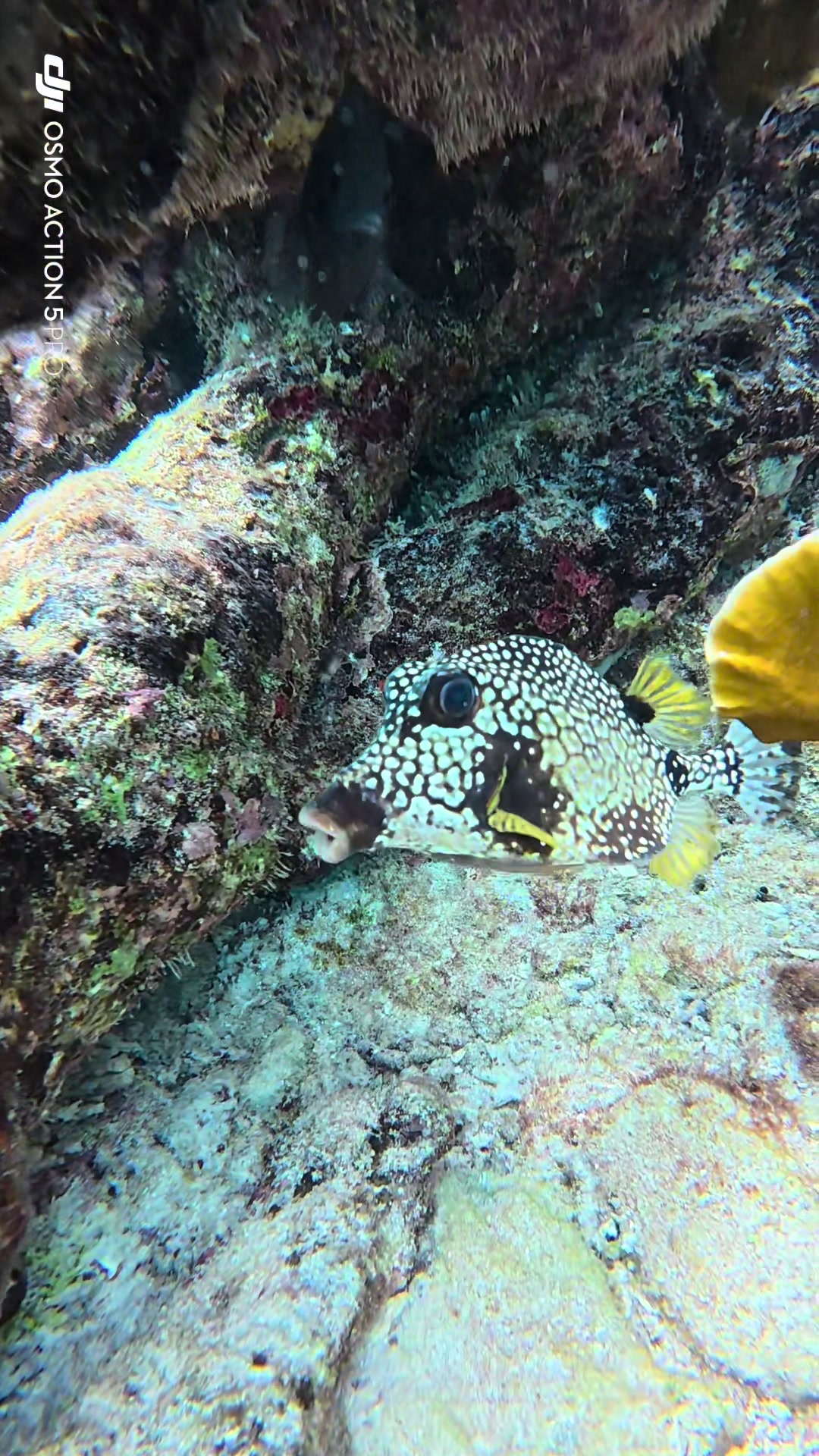 @dolphinsbonaire