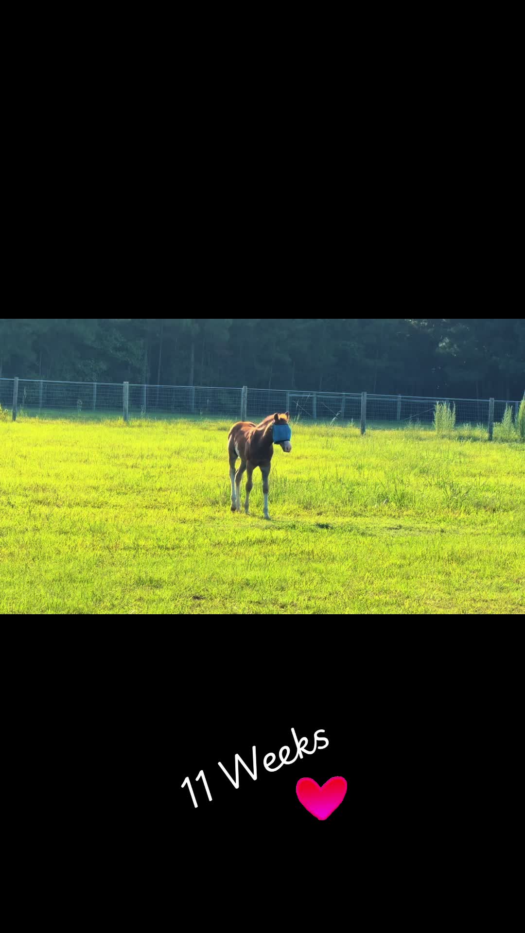 @NKEquestrian