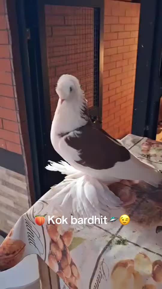 @dottore2220