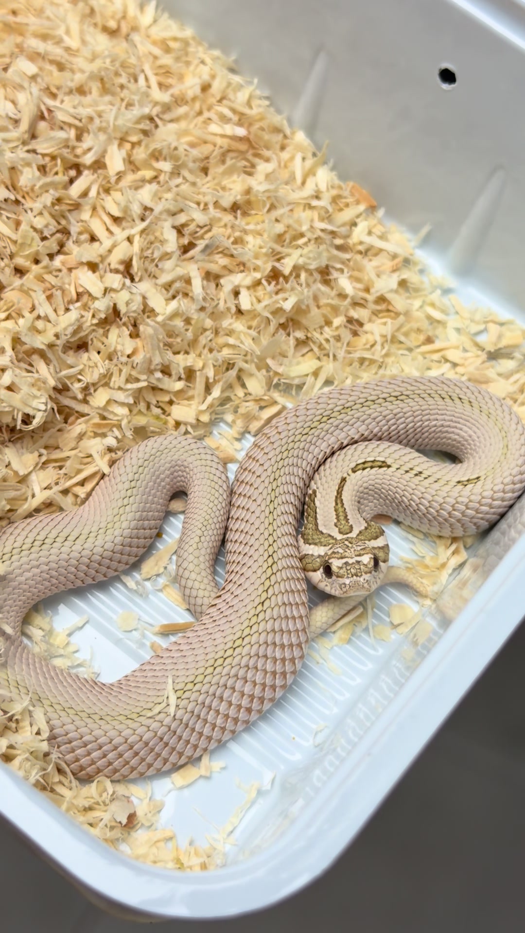 @MasgenReptiles