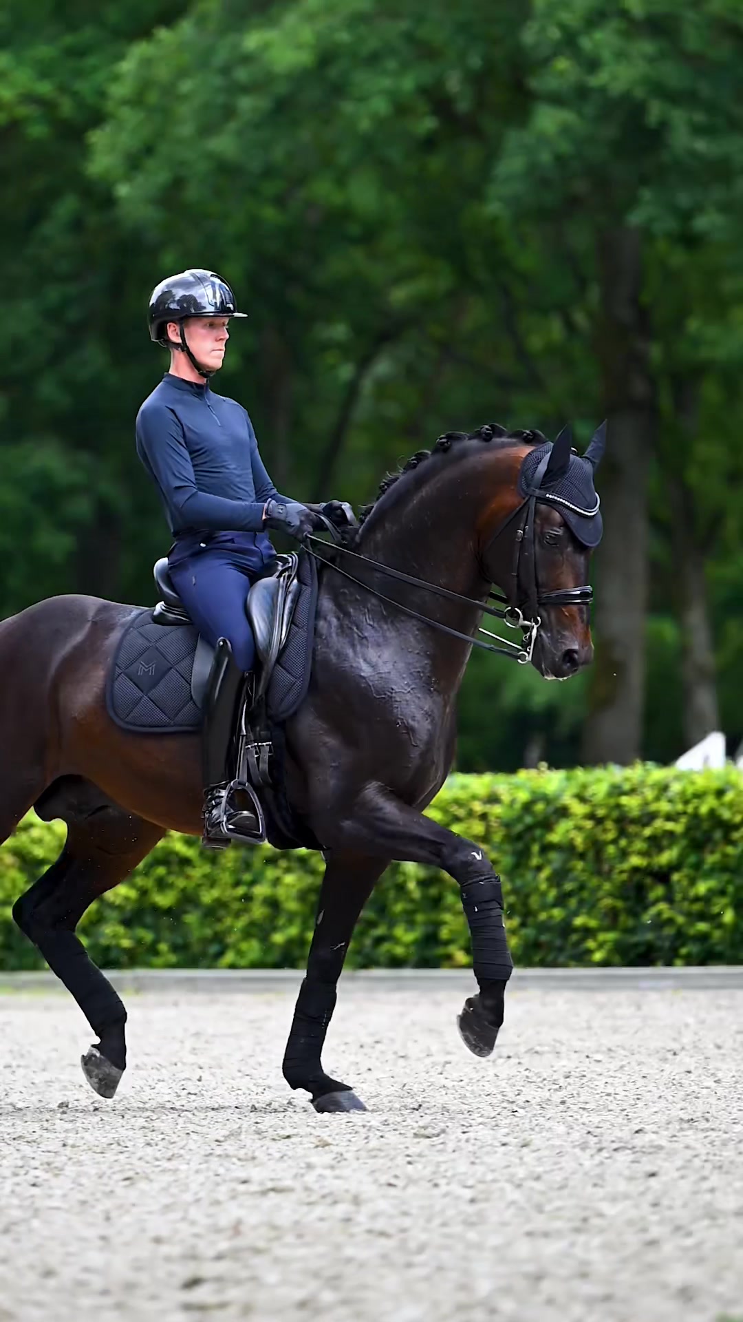 @Maximilian Equestrian