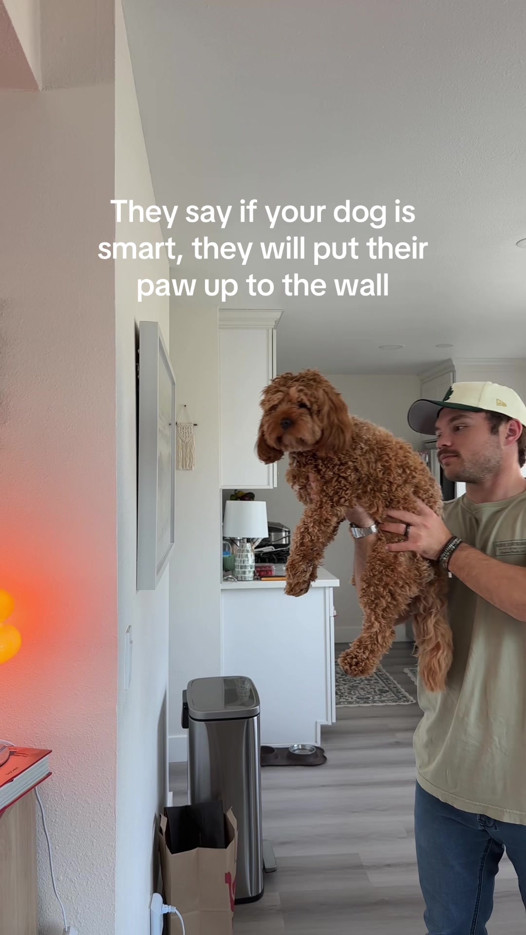 @Leo the Cavapoo