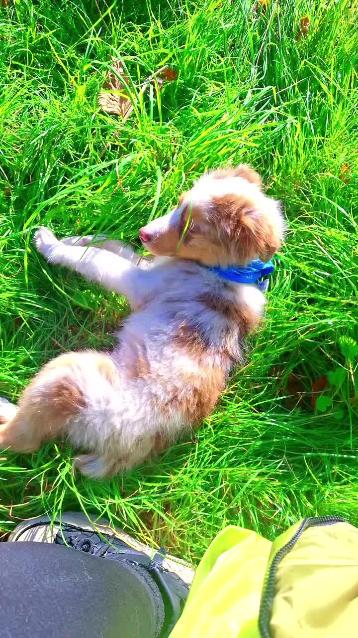 @LaBella 🐾 Tierparadies 🦜🦮🐶