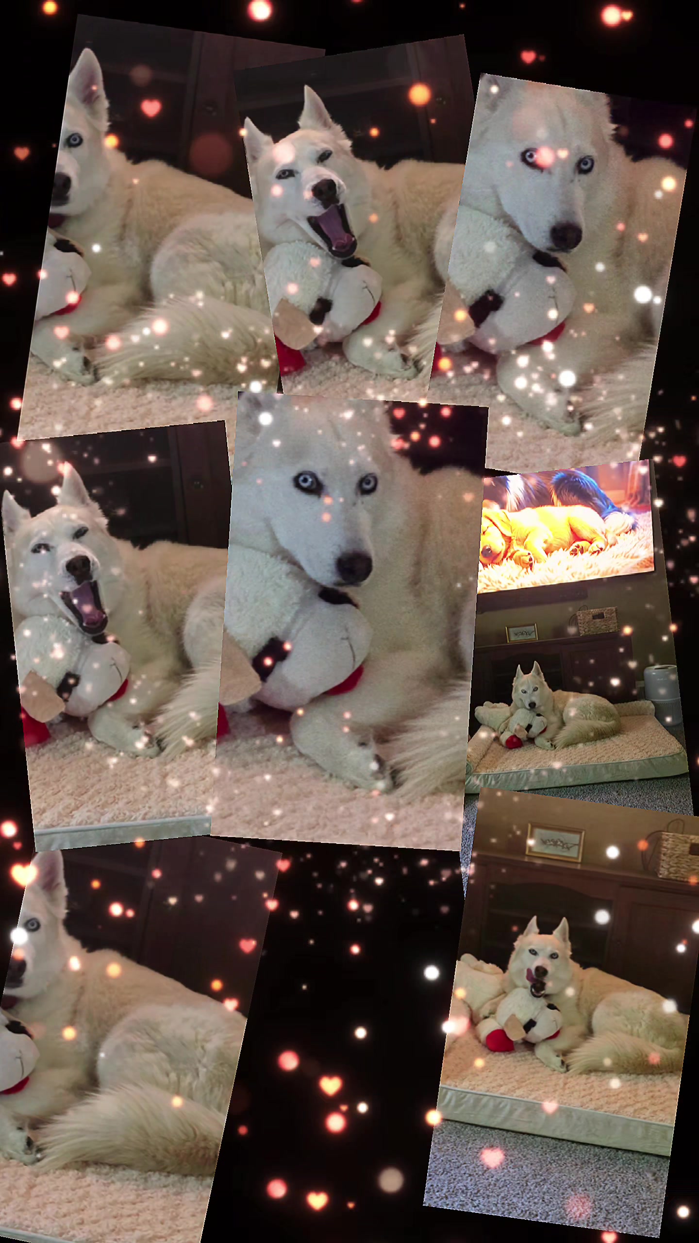 @Diane | Huskies-Jack & Jill