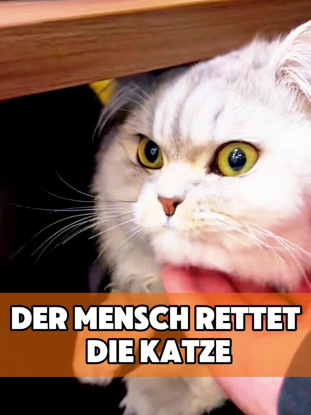 @toto_tier