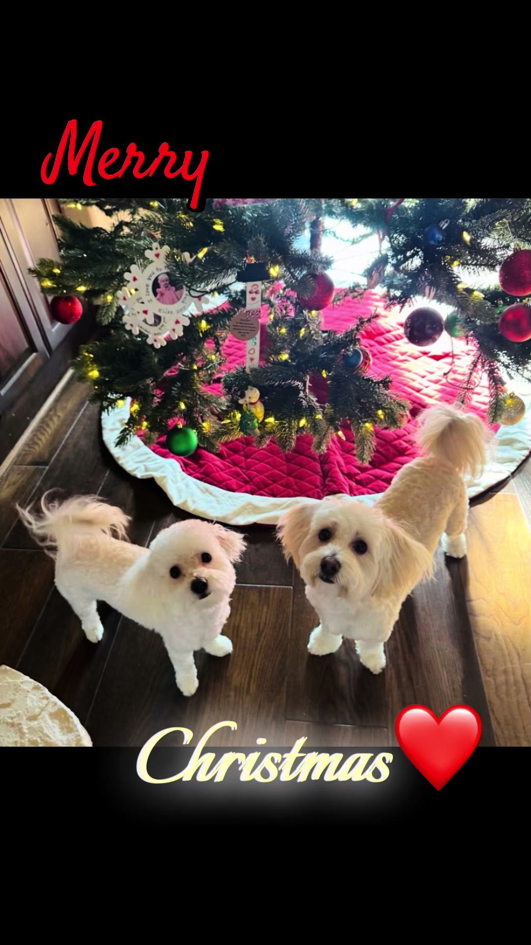 @desilynns_dogs