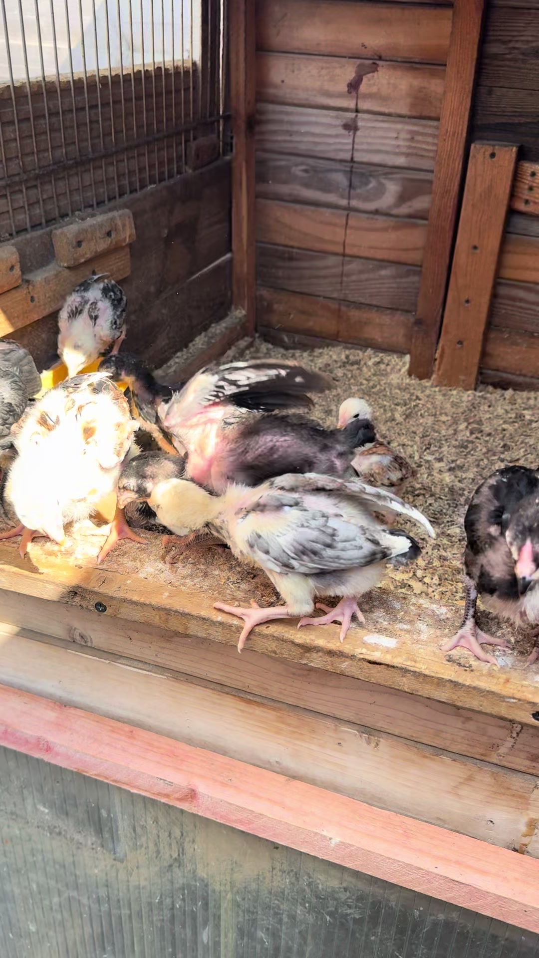 @eastendfarm_london