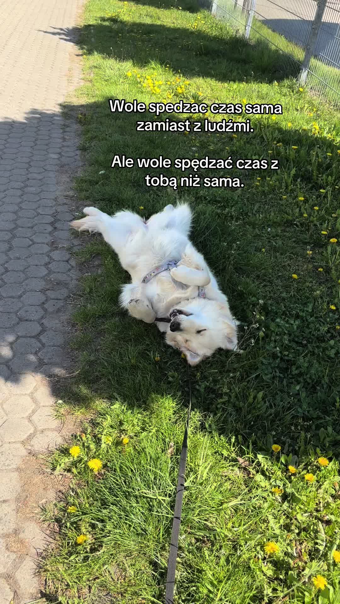 @🕊️🦓🪰